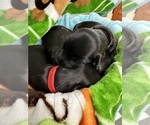 Small #11 Breeder Profile image