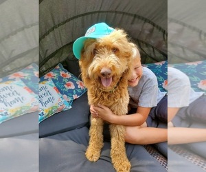 Goldendoodle Dog Breeder near MULLICA HILL, NJ, USA