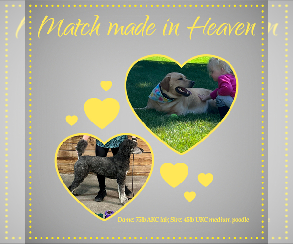 Medium Photo #1  Breeder Profile in CHIPPEWA FALLS, WI, USA
