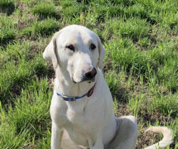 Medium Photo #1  Breeder Profile in CONCORD, VA, USA