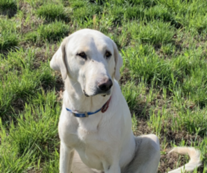 Akbash Dog Dog Breeder near CONCORD, VA, USA