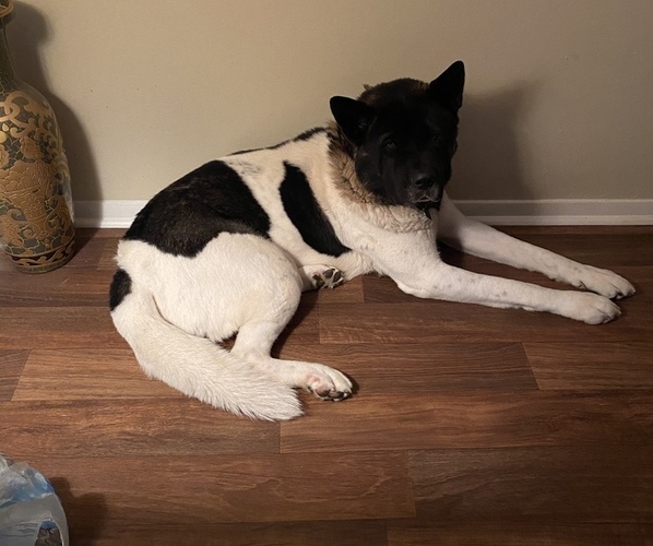 Medium Photo #11  Breeder Profile in LOUISVILLE, KY, USA