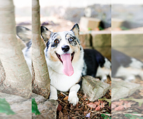 Medium Photo #1  Breeder Profile in POMONA, MO, USA