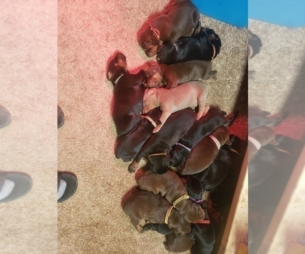 Medium Photo #1  Breeder Profile in DAVISON, MI, USA