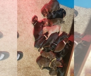 Doberman Pinscher Dog Breeder near DAVISON, MI, USA