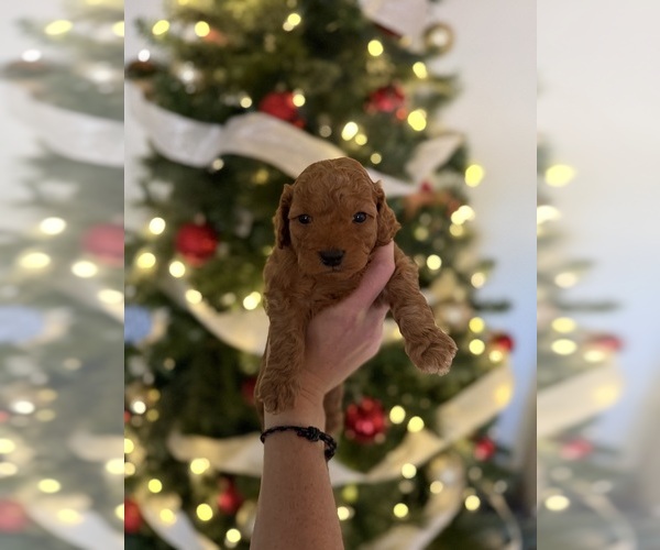 Medium Photo #1  Breeder Profile in ABILENE, TX, USA