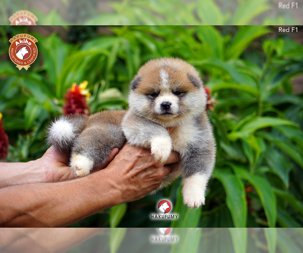 Medium Photo #1  Breeder Profile in Yerba Buena, Tucuman, Argentina