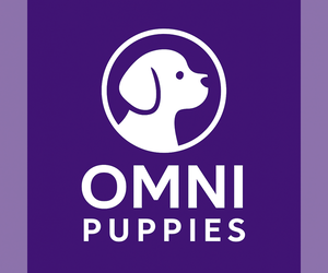 Cavapoo Dog Breeder near PARADISE, PA, USA
