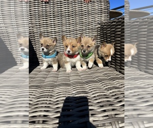 Main photo of Pembroke Welsh Corgi Dog Breeder near SAN DIEGO, CA, USA