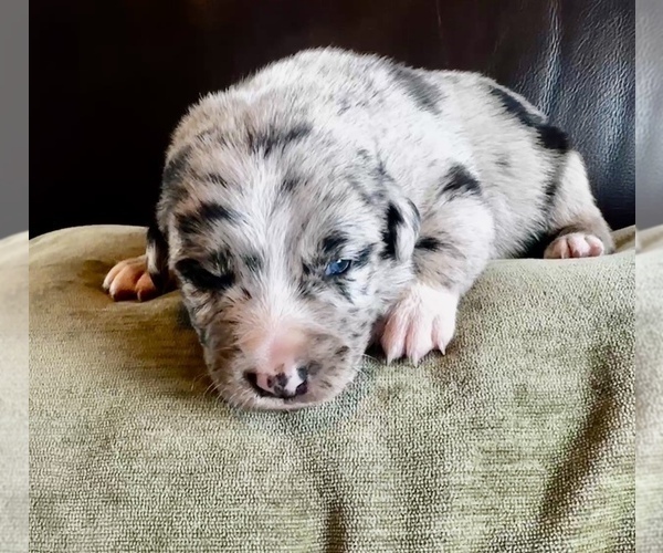 Medium Photo #58  Breeder Profile in CAMAS, WA, USA