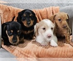 Small #2 Breeder Profile image