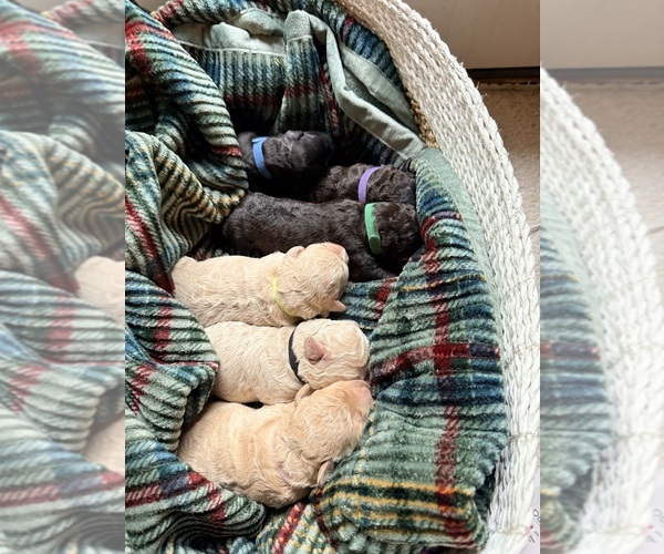 Medium Photo #3  Breeder Profile in EVANS, GA, USA