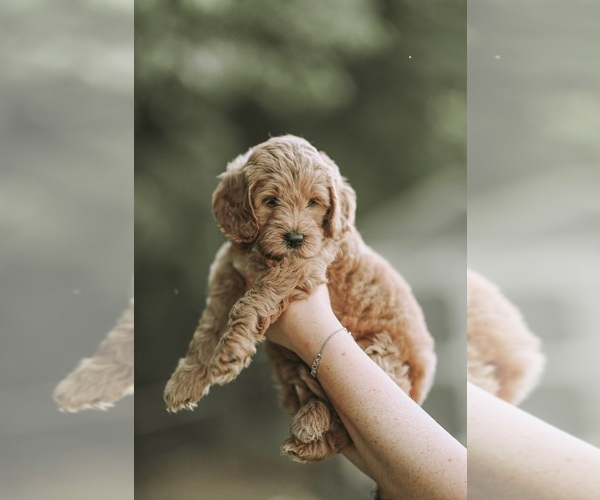 Medium Photo #6  Breeder Profile in FLAT ROCK, NC, USA