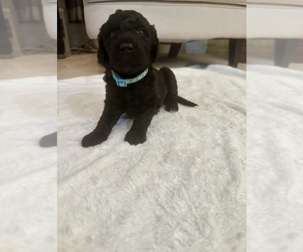 Medium Photo #5  Breeder Profile in MILLRY, AL, USA