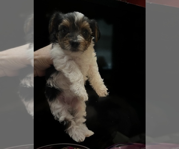 Medium Photo #21  Breeder Profile in MACON, GA, USA