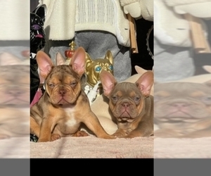 French Bulldog Dog Breeder near LAKE MARY, FL, USA