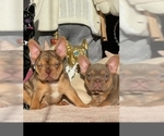 Small breeder photo