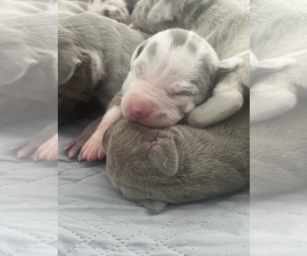 Medium Photo #10  Breeder Profile in COVINGTON, LA, USA
