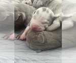 Small #9 Breeder Profile image