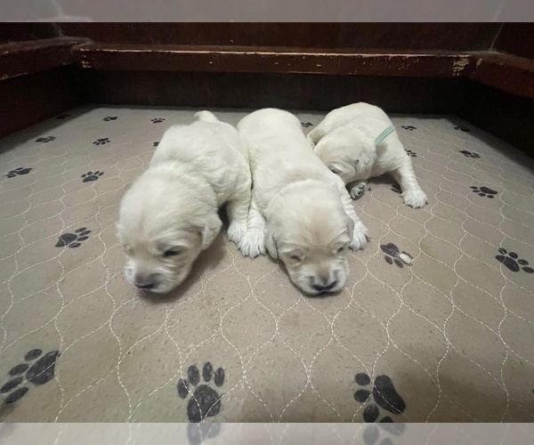 Medium Photo #15  Breeder Profile in WEATHERFORD, TX, USA