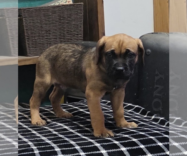 Medium Photo #10  Breeder Profile in MOUNT WASHINGTON, KY, USA