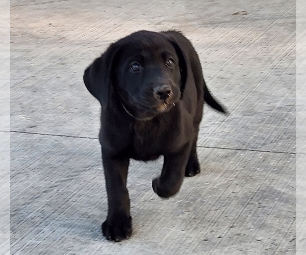Medium Photo #1  Breeder Profile in SHELDON, IA, USA