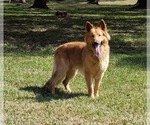 Small Photo #6  Breeder Profile in ANGLETON, TX, USA