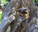 Small #10 Breeder Profile image
