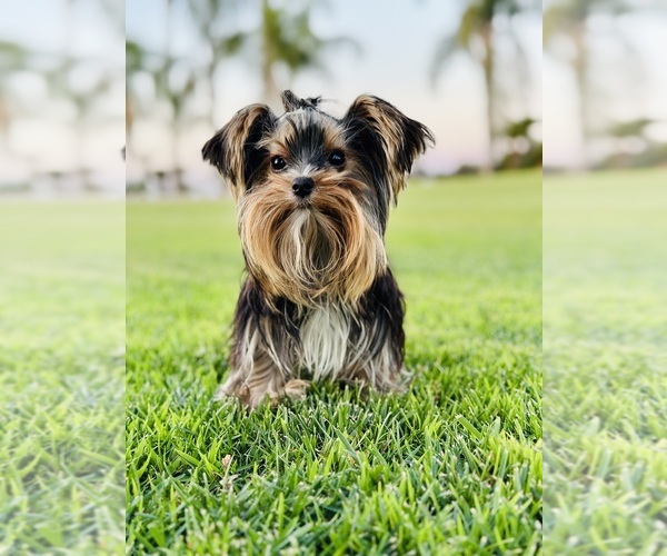 Medium Photo #11  Breeder Profile in FRESNO, CA, USA