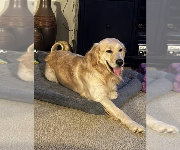 Medium Photo #14  Breeder Profile in SALISBURY, NC, USA