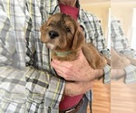 Small #16 Breeder Profile image