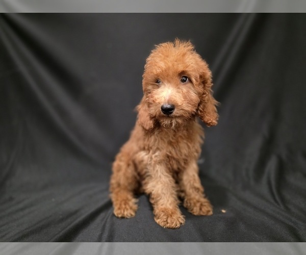 Medium Photo #16  Breeder Profile in DUBLIN, TX, USA