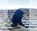 Small #74 Breeder Profile image