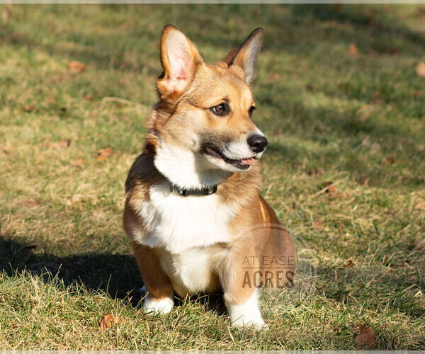 Medium Photo #1  Breeder Profile in BERNE, NY, USA