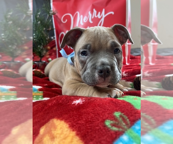 Medium Photo #1  Breeder Profile in COLUMBUS, OH, USA