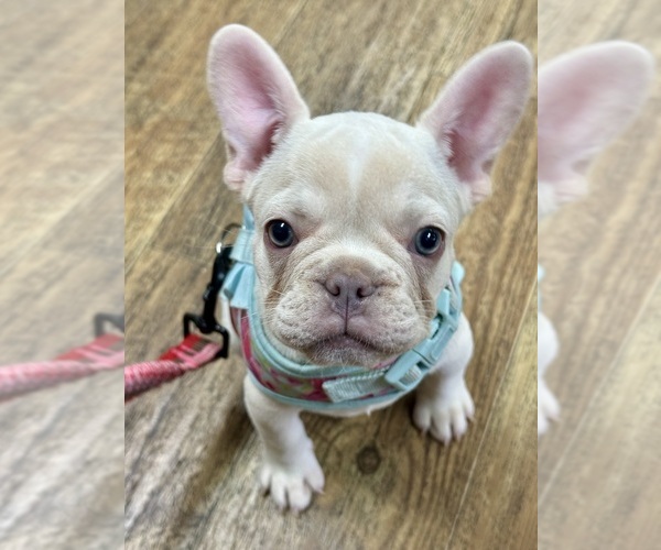 Medium Photo #8  Breeder Profile in SAINT JOHNS, FL, USA