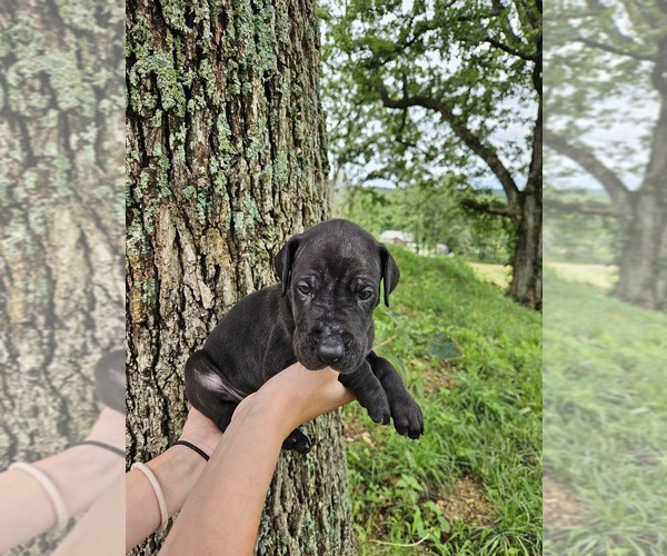 Medium Photo #20  Breeder Profile in WALNUT GROVE, MO, USA