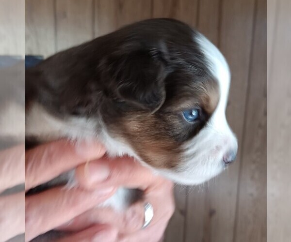 Medium Photo #39  Breeder Profile in BLACKSBURG, SC, USA