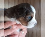 Small #38 Breeder Profile image
