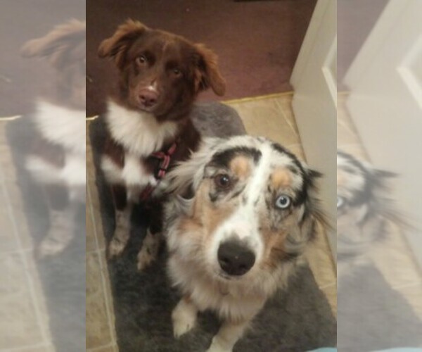 Medium Photo #1  Breeder Profile in DURHAM, NC, USA