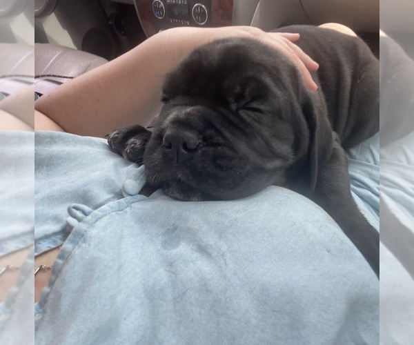 Medium Photo #4  Breeder Profile in SAN MARCOS, TX, USA