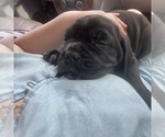 Small #3 Breeder Profile image
