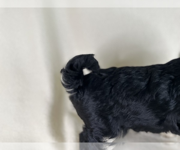 Medium Photo #9  Breeder Profile in ROCK HILL, SC, USA