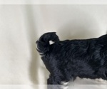 Small #8 Breeder Profile image