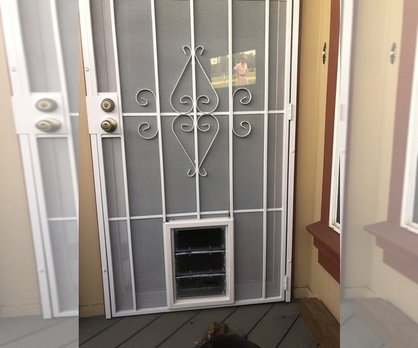 Medium Photo #42  Breeder Profile in SUNNYVALE, CA, USA