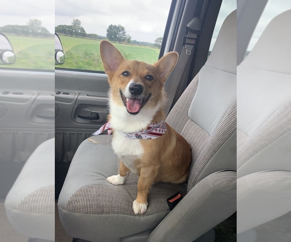 Medium Photo #1  Breeder Profile in CONWAY, MO, USA