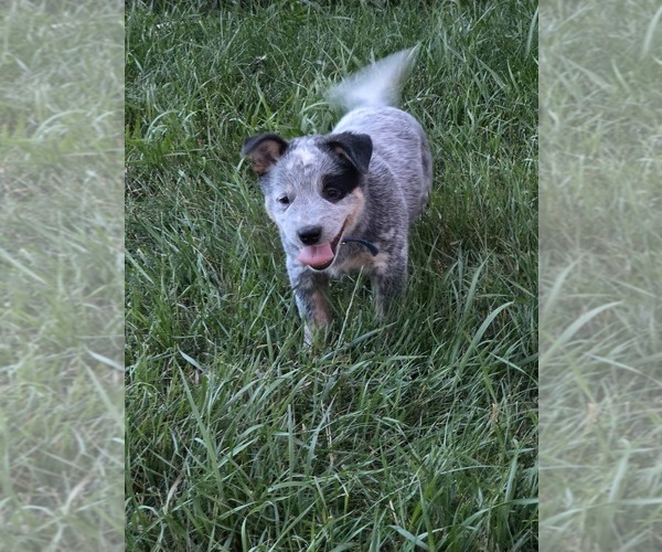 Medium Photo #5  Breeder Profile in HAWARDEN, IA, USA