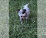 Small #4 Breeder Profile image