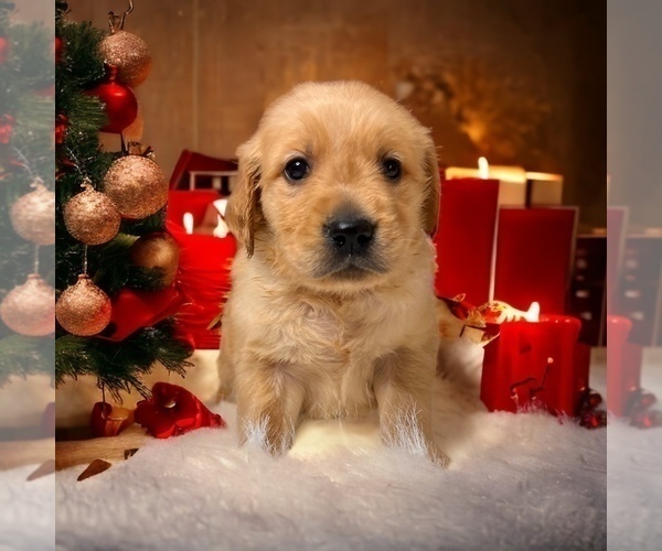 Medium Photo #29  Breeder Profile in NEOLA, WV, USA