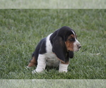 Small Photo #3  Breeder Profile in MEMPHIS, MO, USA